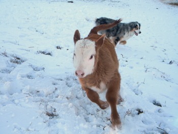 snow'11 142