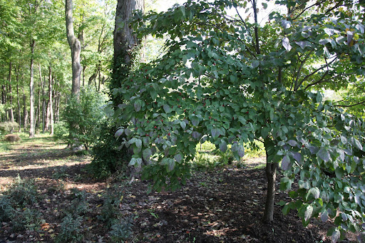 This tree is a Cornus, or better known as a Dogwood!  Do you remember how pretty they look in the spring with their showy bracts of pink, salmon, and white flowers?