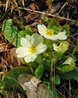 2014 március 1 alcsut szártalan kankalin Primula vulgaris (2).jpg