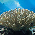 Antler Coral - Photo (c) DavidR.808, some rights reserved (CC BY-NC-SA)