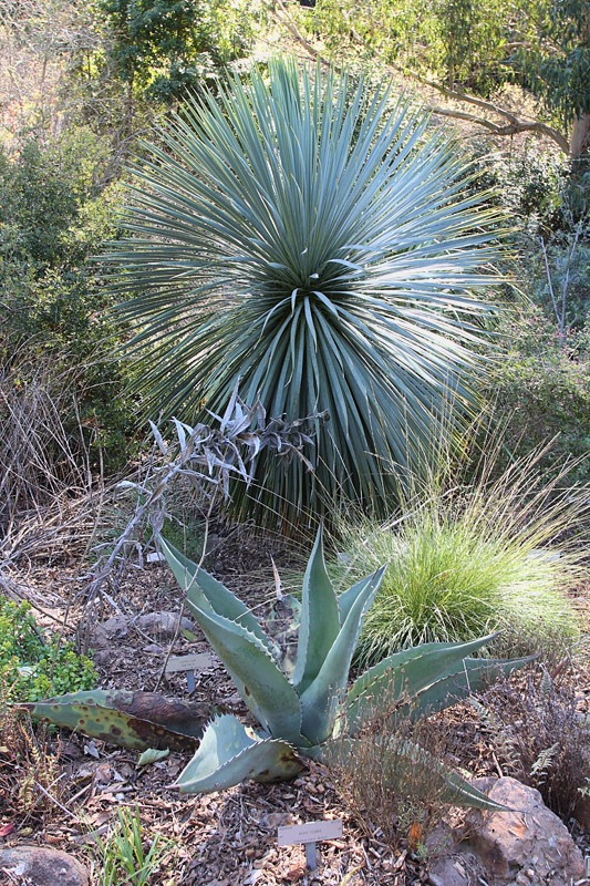 [120128_UCBG_Yucca-rostrata-%252B-Agave-scabra_03%255B2%255D.jpg]