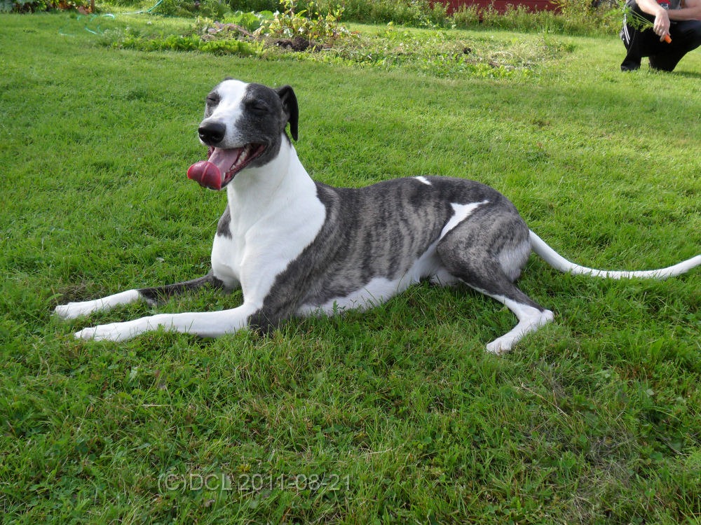 [Hundmys5%255B3%255D.jpg]