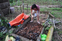 pinoyecofarm november_0032.JPG
