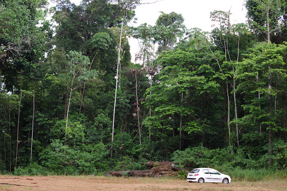 Premier layon, Patawa (Montagne de Kaw), 26 octobre 2012. Photo : J.-M. Gayman