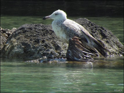 Seagull with broken wing