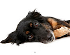 Nina...
waiting to be adopted at The Humane Society of New York. 
See link at end of blog post for more details.
Photo by Richard Phibbs.
