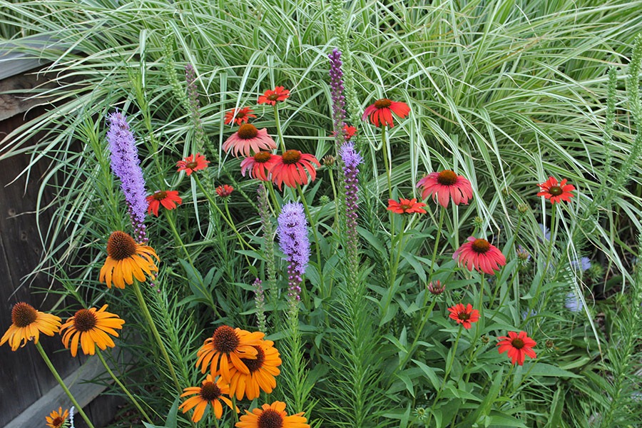 [110706_frontyard_insidefence6.jpg]