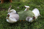 I'll play dead and get the attention of someone from the television crew!