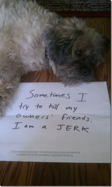 dog-shaming-bad-18