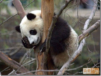panda in a tree