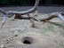 National Zoo in August