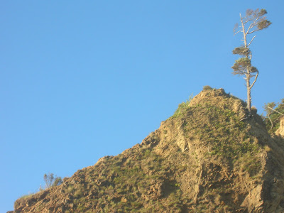 A Tree on the Rock
