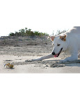 Maggy and an Atlantic Ghost Crab: 