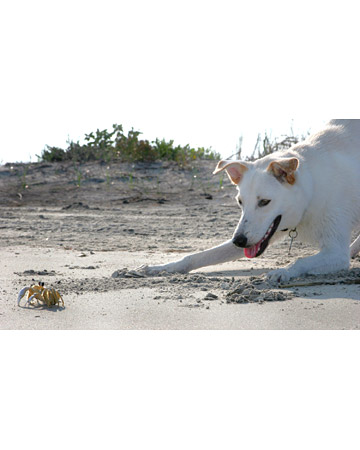 Maggy and an Atlantic Ghost Crab: 