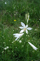 Alpine flowers.