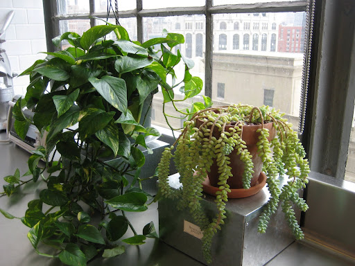 My plants love all the extra light, too. These two have never looked so good.