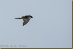 Peregrine Falcon