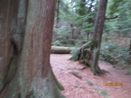 IMG_2232.jpg IMG 2232