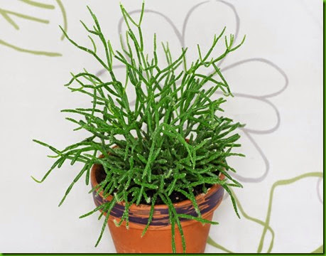 Rhipsalis cereuscula Rhipsalis cereuscula