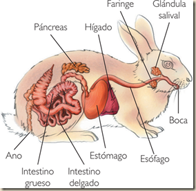 conejo rumiante ateismo