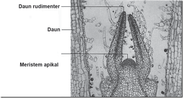 Meristem Apikal