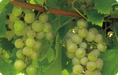 vino bagnoli di sopra vino bagnoli di sopra