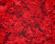 Blood Flowers