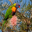 Rainbow Lorikeet