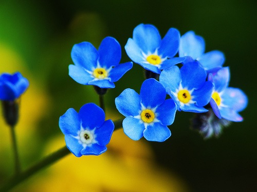 [Forget-Me-Not-flower-blue%2520%25281%2529%255B3%255D.jpg]