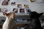 There are many different dog breeds on these cards and each one has a different personality trait that's printed beneath the photo.
