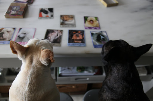 There are many different dog breeds on these cards and each one has a different personality trait that's printed beneath the photo.