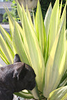 I hear they call this a century plant.  Does that mean it lives for 100 years?