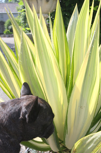 I hear they call this a century plant.  Does that mean it lives for 100 years?
