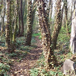 Cmentarz_zydowaki_w_Czestochowie_01.JPG