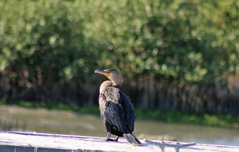 double crested cormorant SP 2013