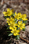 These buttercup type of flowers are winter aconite.  I love how yellow they are.