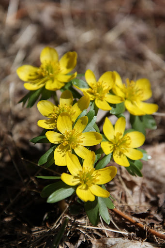 These buttercup type of flowers are winter aconite.  I love how yellow they are.