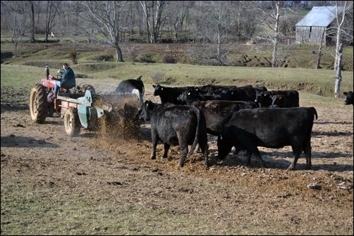 behind the silage wagon