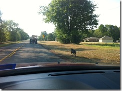 Tractor and dog