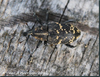 pne-weevil-Hylobius-abietis-top