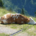 2011.07.10. - M&M na Dovški Babi