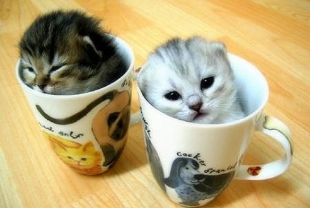 [cute-kittens-cups%255B4%255D.jpg]