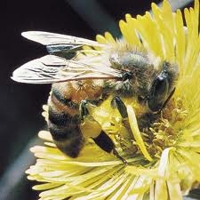 [honey%2520bee%255B2%255D.jpg]