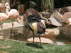 Some sort of exotic turkey thing at the flamingo habitat at the Flamingo shakes his rump.