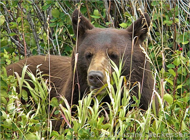 bear bear