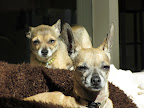 Minnow and Guppy like to look tough sometimes...