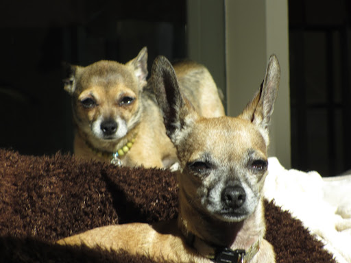 Minnow and Guppy like to look tough sometimes...