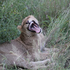 KrugerNationalPark KrugerNationalPark