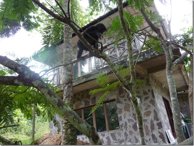 petit bonobo sur un arbre