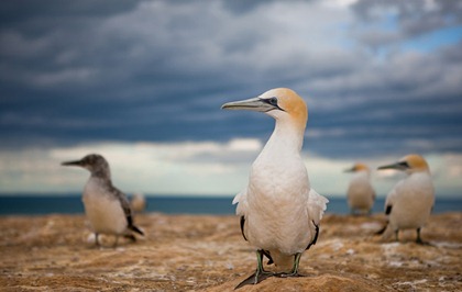 seagulls_aisuy